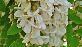 Robinia pseudacacia